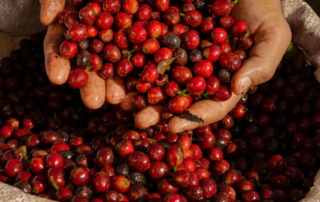 Rote Kaffeekirschen aus Brasilien