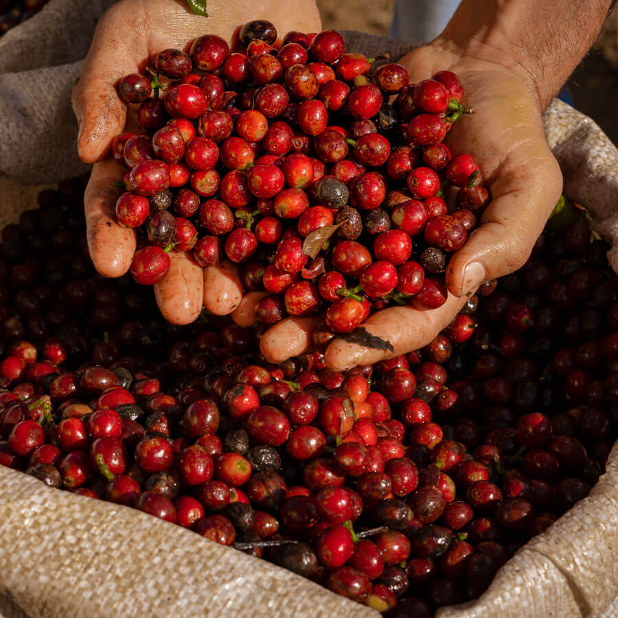Rote Kaffeekirschen aus Brasilien